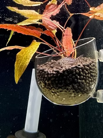 Unlocking the Beauty of Cryptocoryne Flamingo in Your Aquarium
