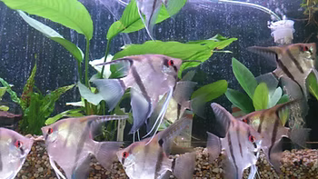 5 Top Tips for Feeding your Tropical Fish