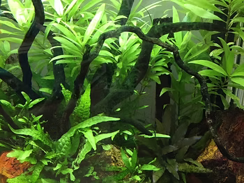 Causes of Algae in your Aquarium, tips to get it under control.