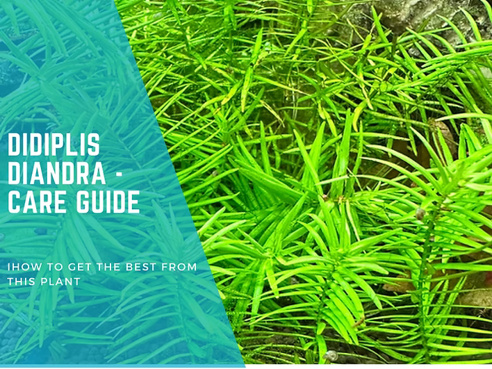 Didiplis Diandra: A Comprehensive Care Guide for Aquatic Enthusiasts