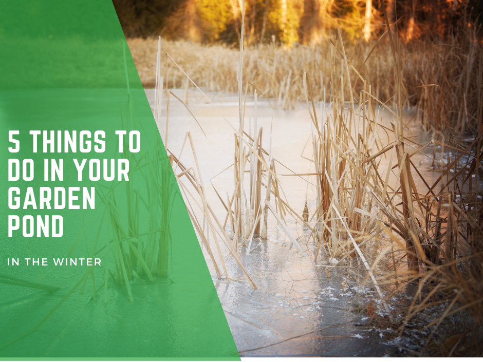 5 Things to do in your Garden Pond or Water Garden in the Winter.