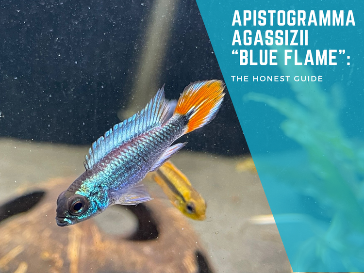 Apistogramma Agassizii Blue Flame