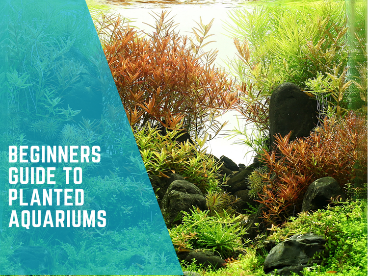 The Beginner's Guide to Planted Aquariums