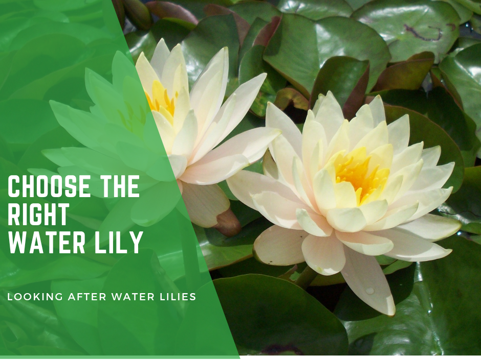 Which water lily should I choose for my garden pond? How do I look after my water lily?