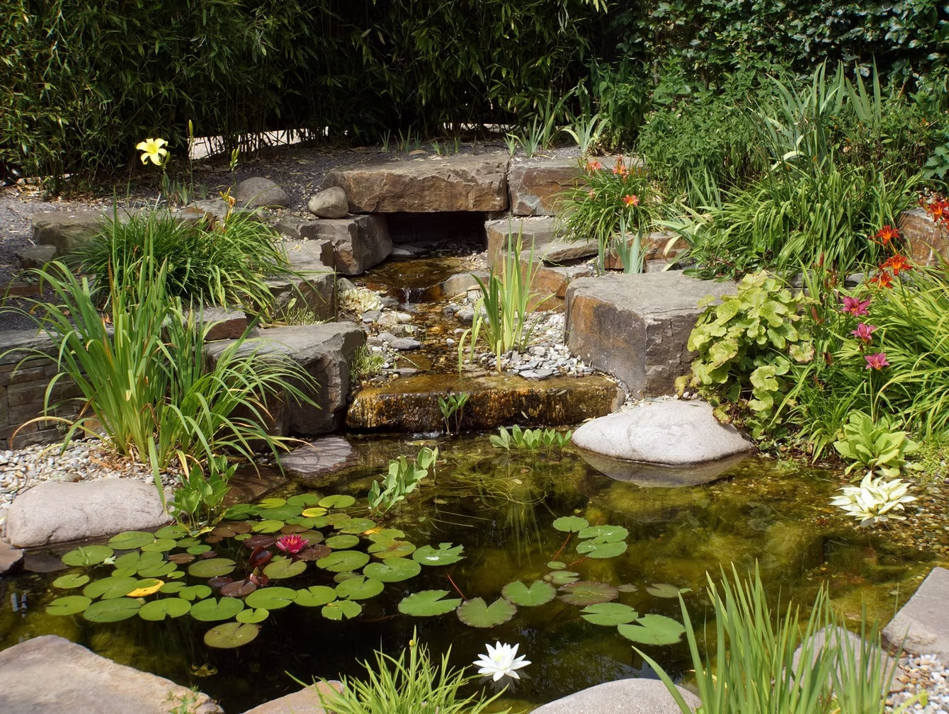 Getting Ready to Feed Your Pond Fish in the Spring