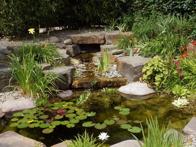 A Beginner's Guide to Marginal Pond Plants: What They Are and Why You Need Them