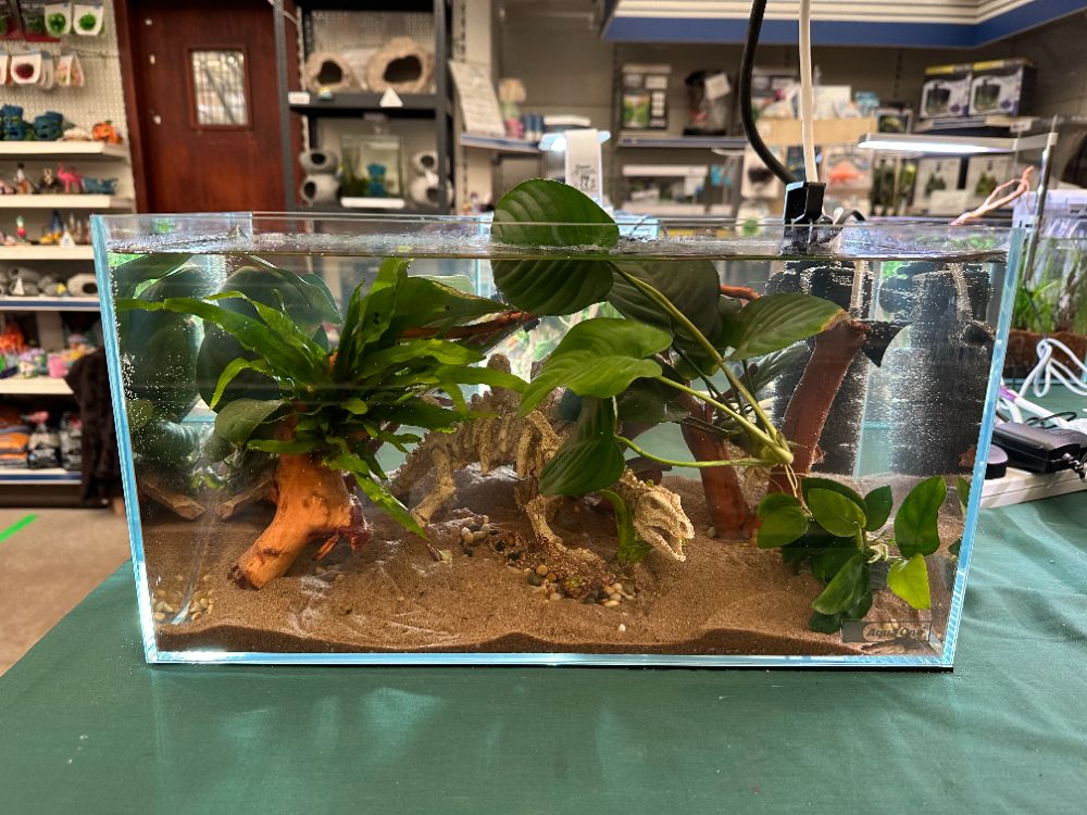 Setting up your First Aquarium. What fish should you keep?