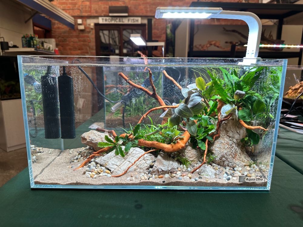 What is a Blackwater/Biotope Aquarium?