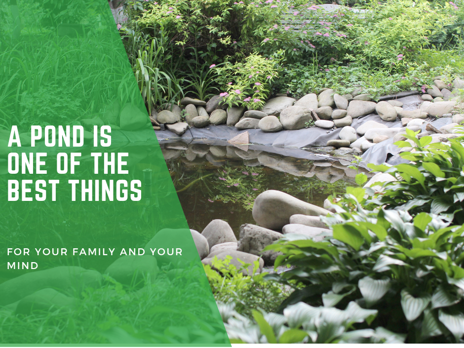 Get Out in Your Garden: Why a Pond is One of the Best Things You Can Do for Your Family and Your Mind