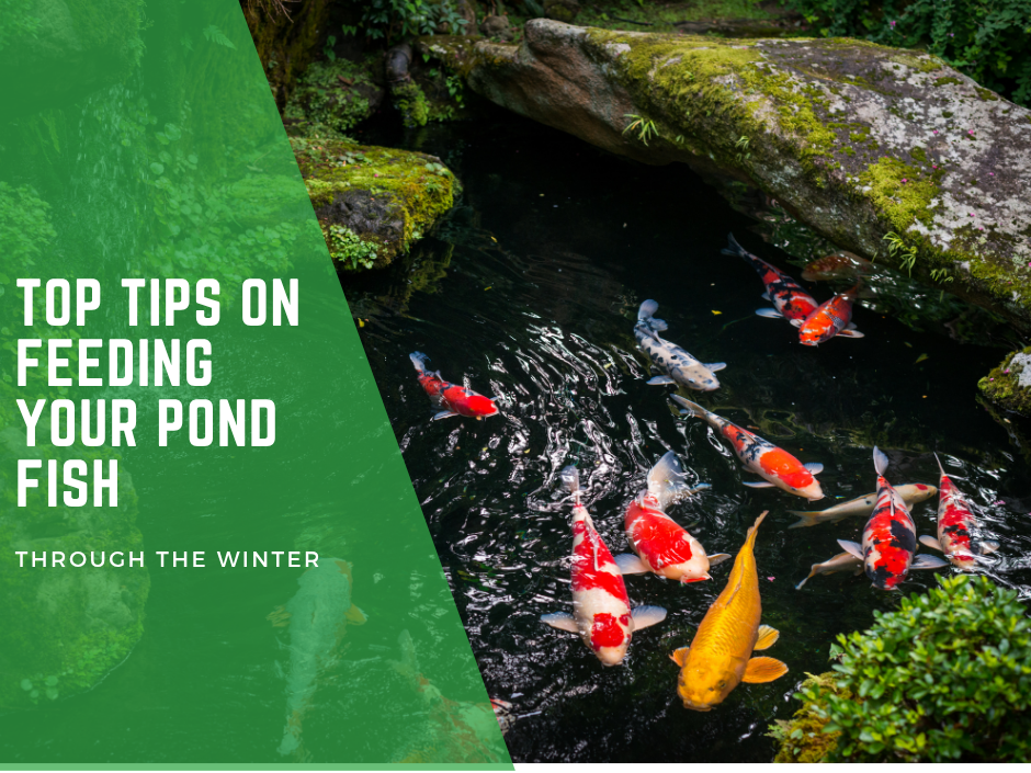 Top Tips on Feeding your pond fish through the winter.