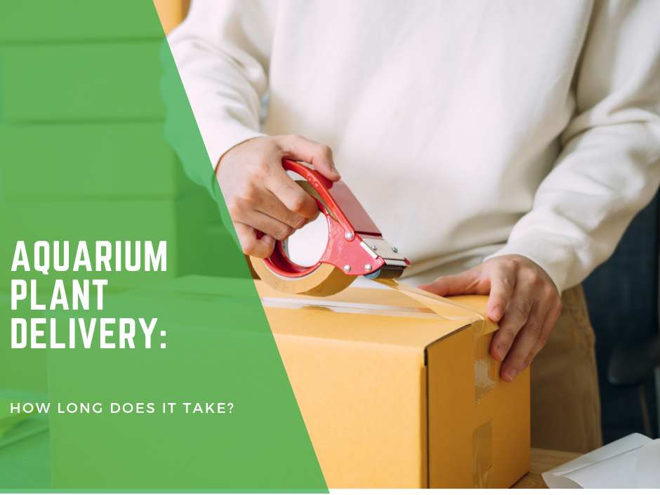 Aquarium Plant Delivery: How Long Does It Take?