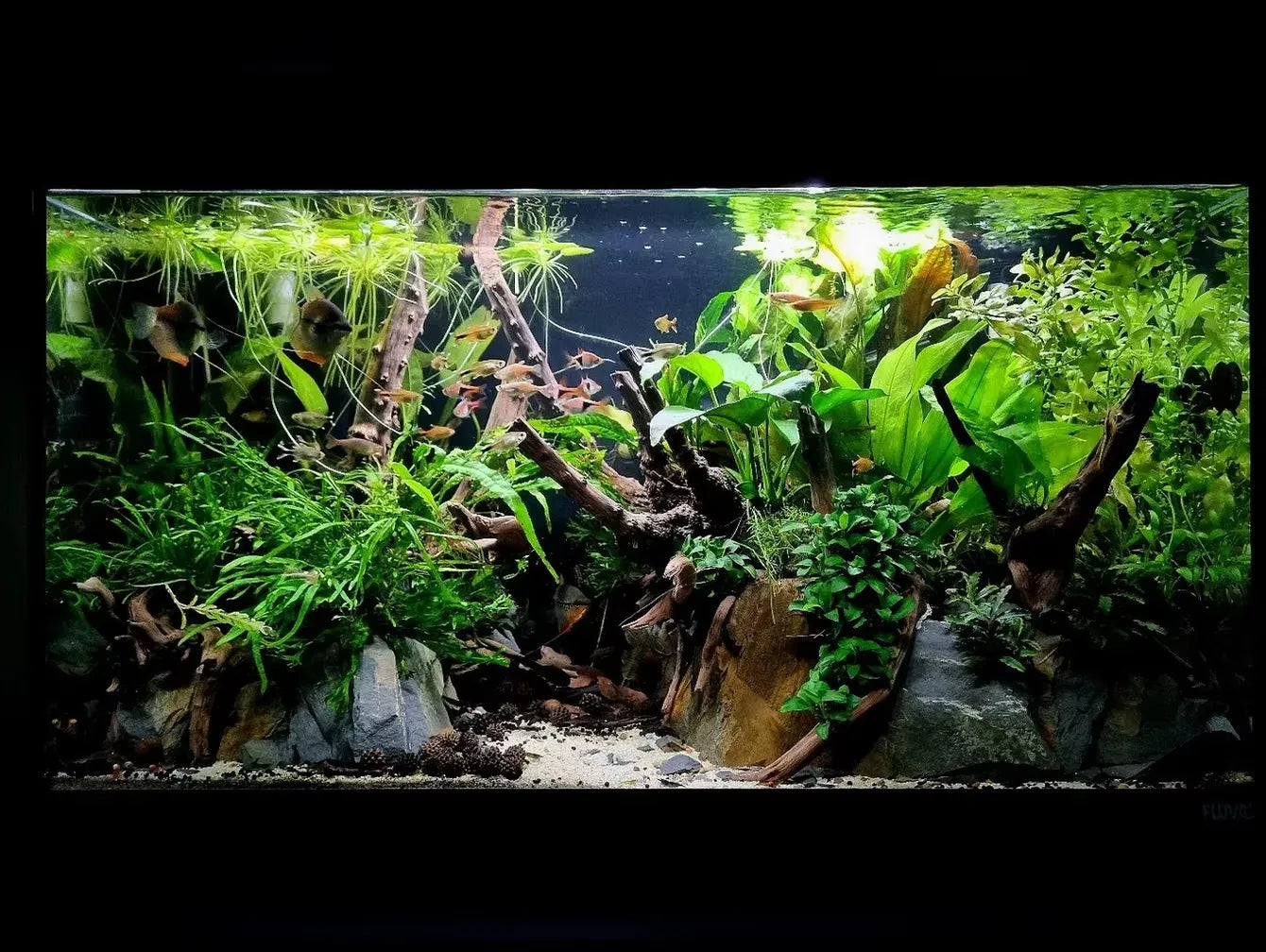 Meet the Aquascapers - Stuart Turner from Turner Scapes