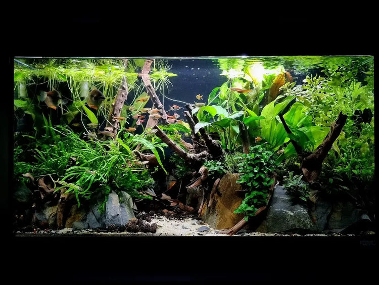 Meet the Aquascapers - Stuart Turner from Turner Scapes