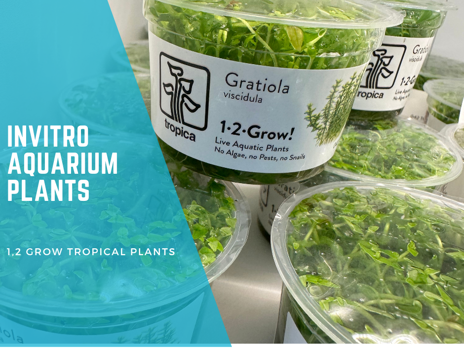 Dive into the World of Invitro Aquarium Plants: The "1-2-Grow" Marvel