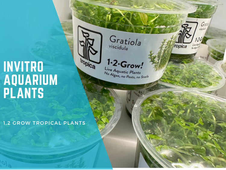 Dive into the World of Invitro Aquarium Plants: The "1-2-Grow" Marvel