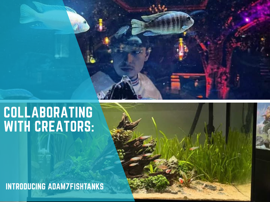 Meet the Creator: Adam from Adam7FishTanks