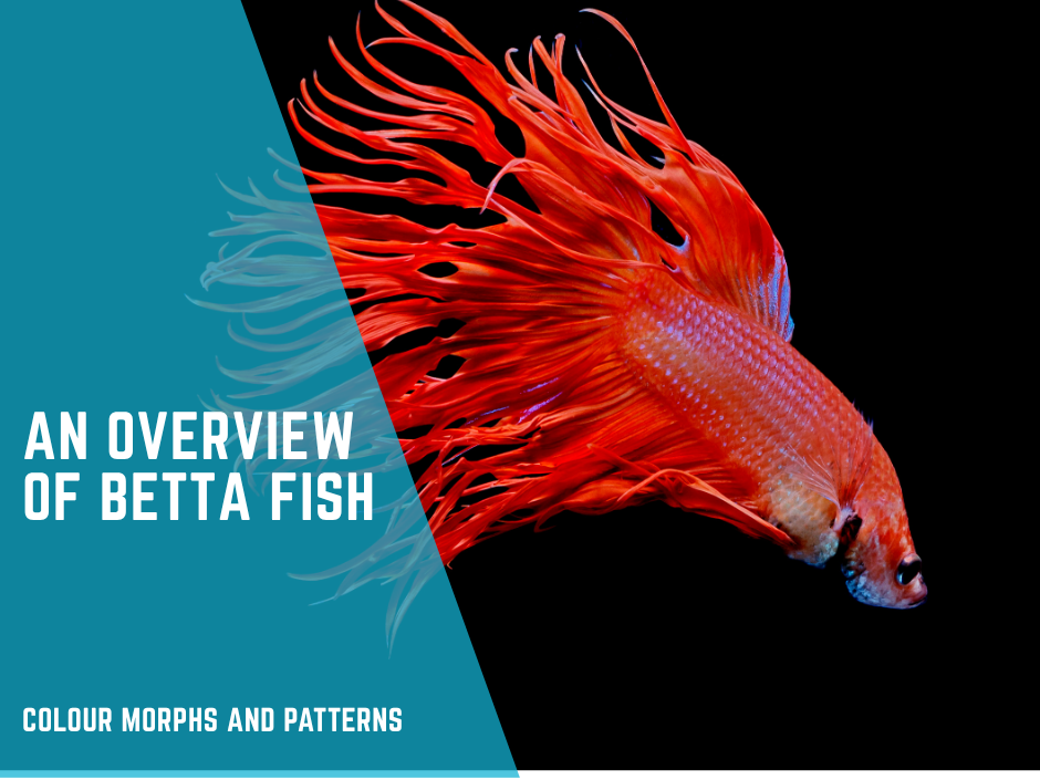 An Overview of Betta Fish Colour Morphs and Patterns.