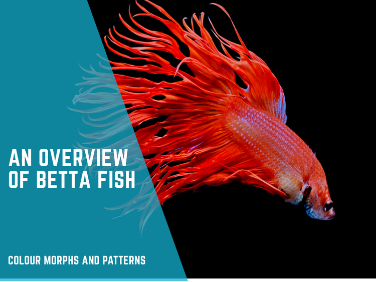 An Overview of Betta Fish Colour Morphs and Patterns.