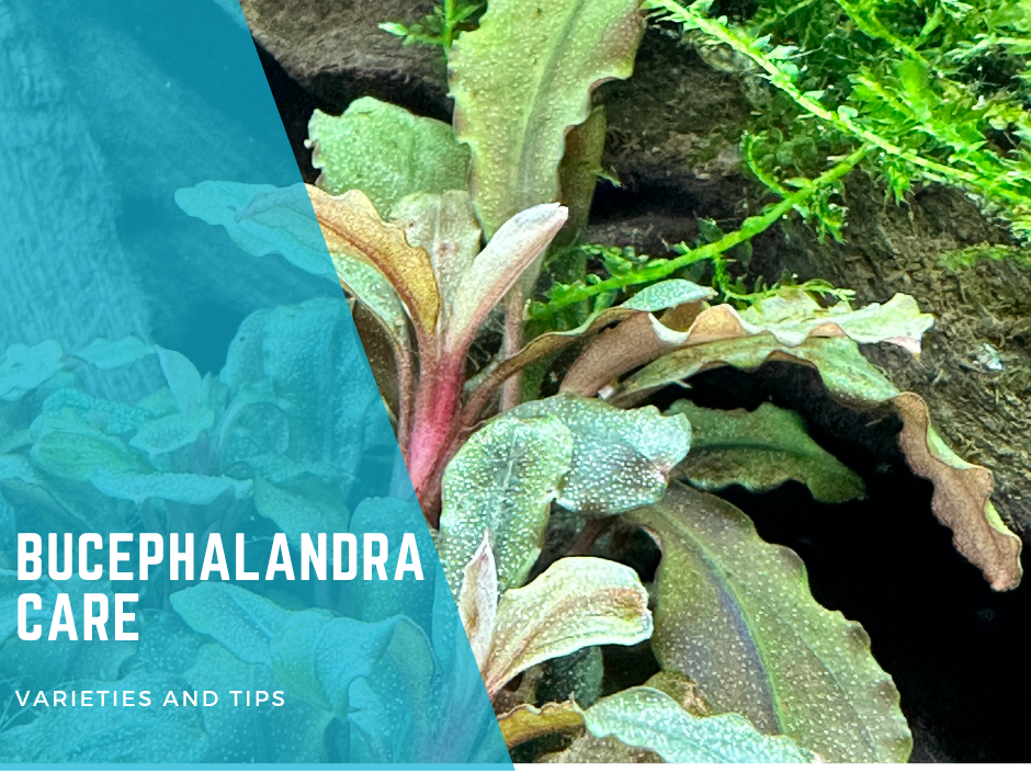 Bucephalandra Plants in Aquascaping: Care, Varieties, and Tips