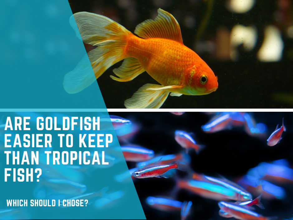 Are Goldfish easier to keep than Tropical fish? Which should I chose Tropical or Coldwater Fish?