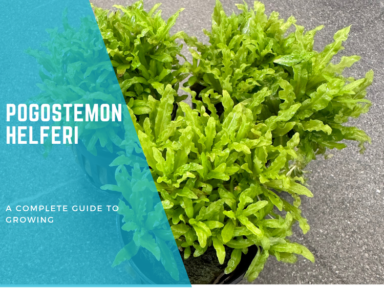 Pogostemon Helferi: A Complete Guide to Growing this Stunning Aquarium Plant