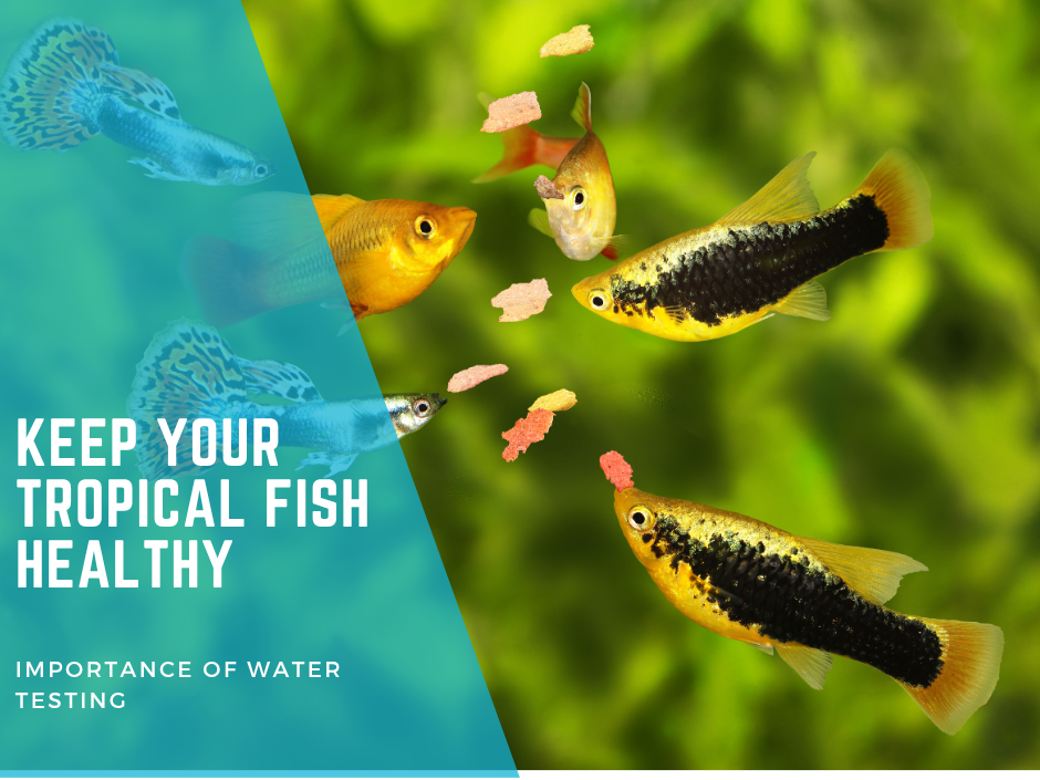 How to Keep Your Tropical Fish Healthy: The Importance of Water Testing