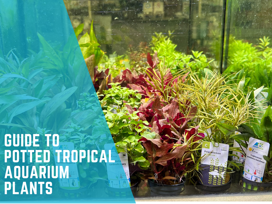 Dive into Greenery: Your Ultimate Guide to Potted Tropical Aquarium Plants