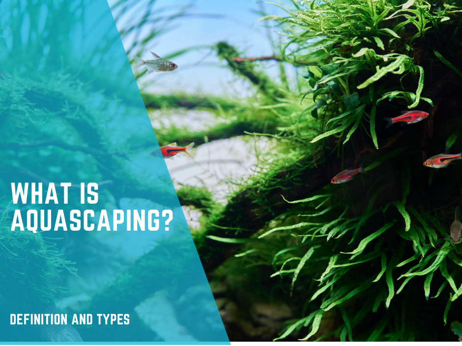 What is Aquascaping?
