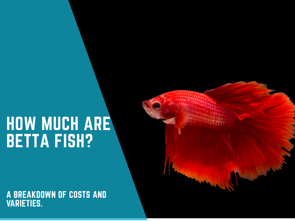 How much are Betta Fish? How much do Male Fighting Fish cost? A breakdown of costs and varieties.