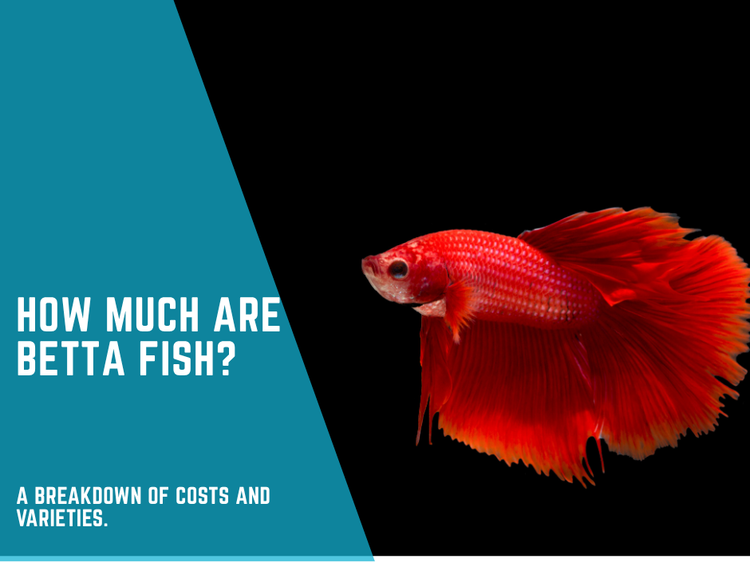 How much are Betta Fish? How much do Male Fighting Fish cost? A breakdown of costs and varieties.