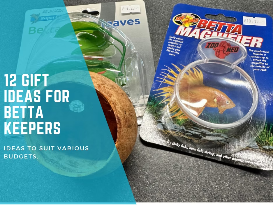 Gift Ideas for Betta Keepers: Perfect Presents for Fish Lovers