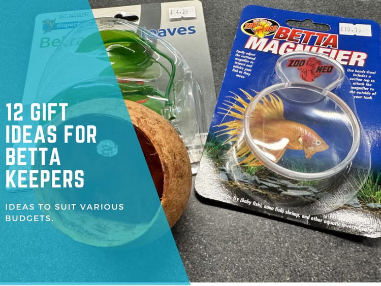 Gift Ideas for Betta Keepers: Perfect Presents for Fish Lovers