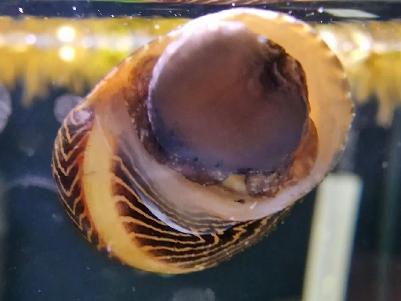 Red Racer Snail (Vittina waigiensis): Tank Mates, Feeding & Care Tips