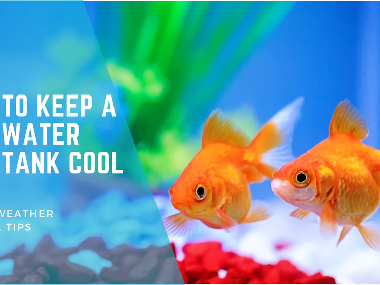 Keeping Your Coldwater Fish Cool During Heatwaves