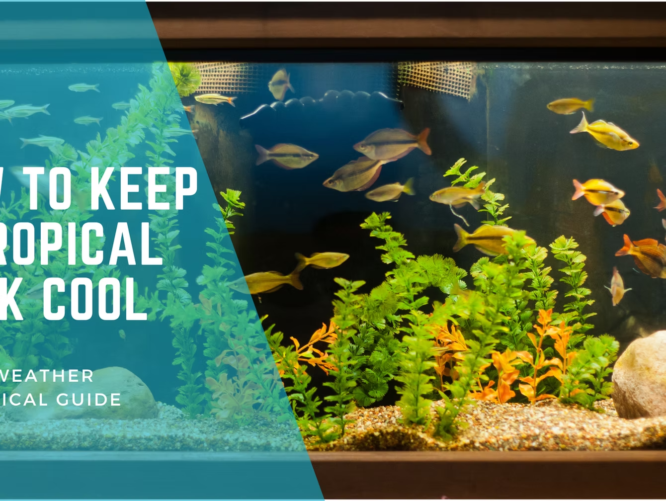Keeping Your Tropical Aquarium Cool in Hot Weather