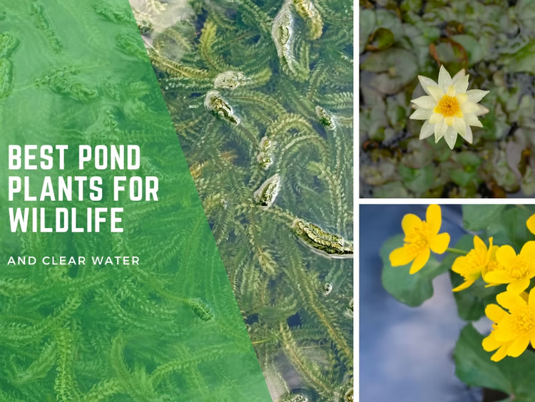 Best Pond Plants for Wildlife and Clear Water: A UK Gardener’s Guide