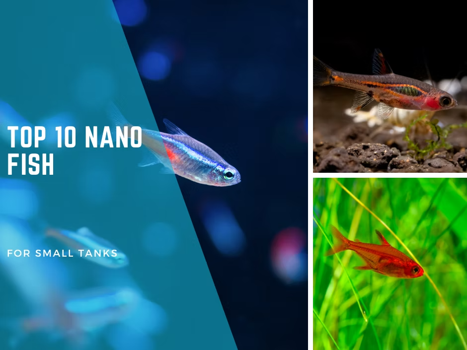 Top 10 Best Nano Fish for Small Tanks