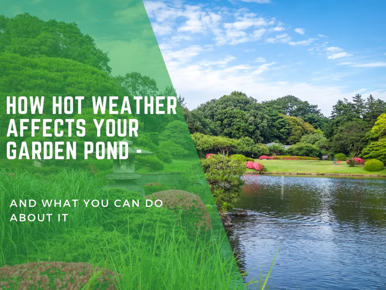 How Hot Weather Affects Your Garden Pond – And What You Can Do About It