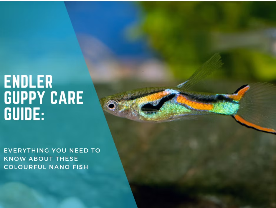 Endler Guppy Care Guide: Everything You Need to Know About These Colourful Nano Fish