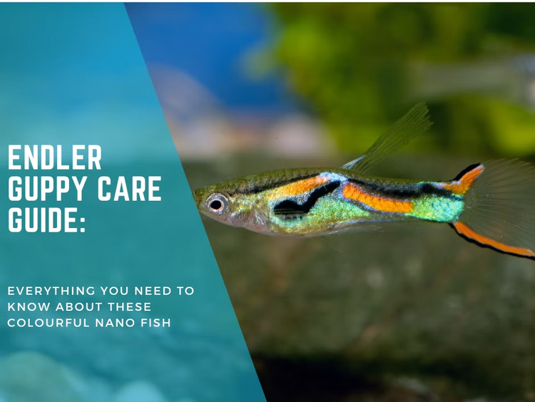 Endler Guppy Care Guide: Everything You Need to Know About These Colourful Nano Fish