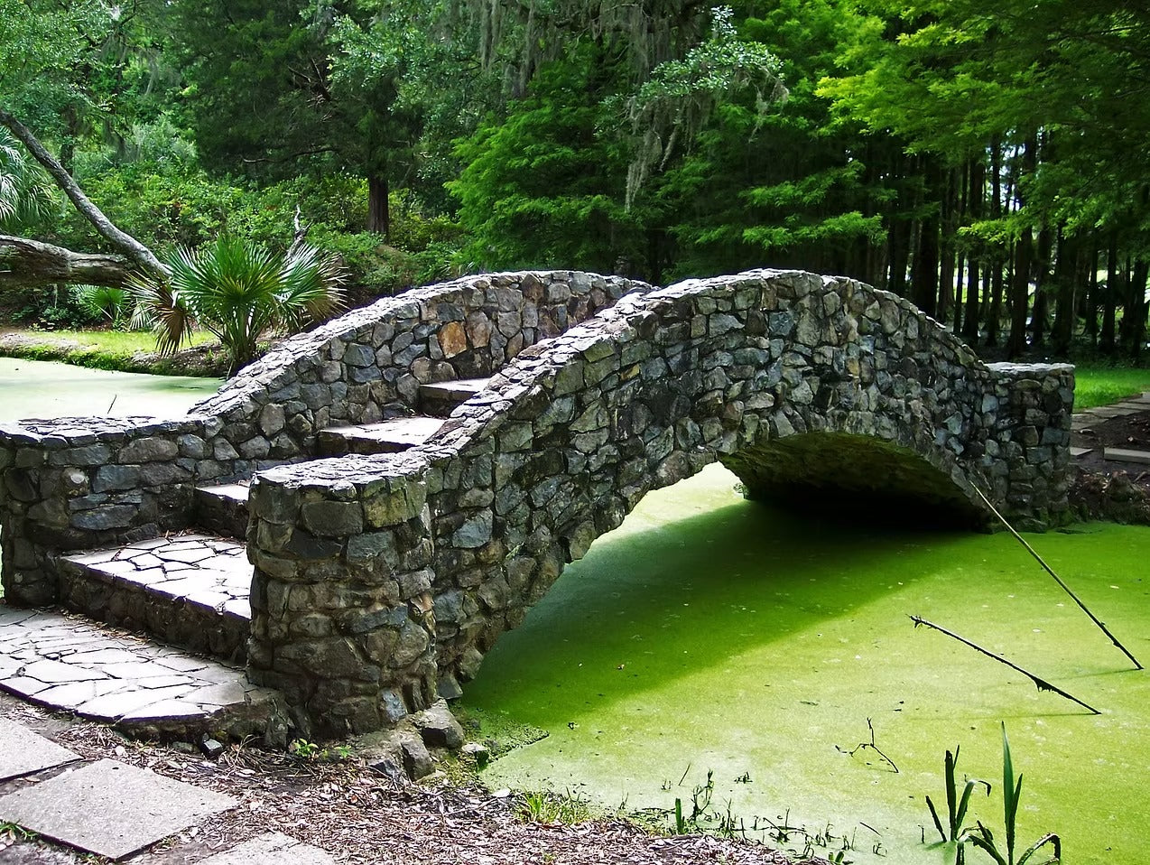 Why Is My Pond Water Green? Causes, Fixes & Prevention Tips