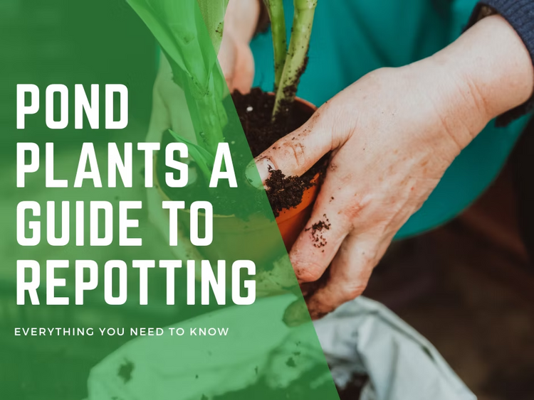 Re-Potting Your Pond Plants: A Step-by-Step Guide
