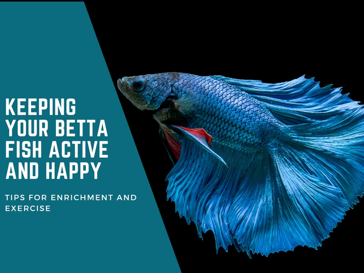 Keeping Your Betta Fish Active and Happy: Tips for Enrichment and Exercise