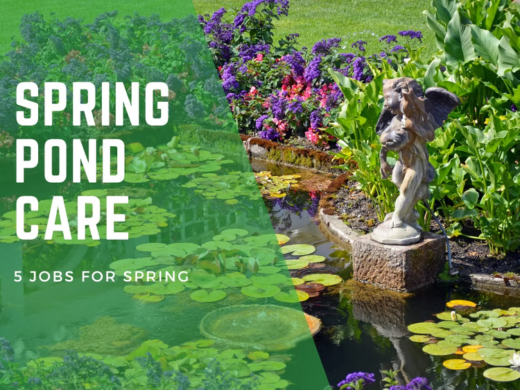 Spring Pond Care: Get Your Pond Ready for a Blooming Season! Our 5 Top Jobs