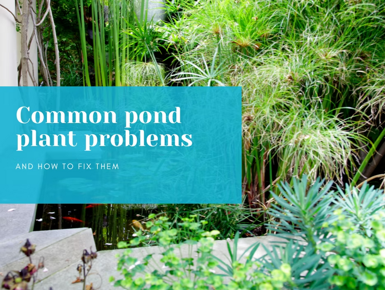 Common Pond Plant Problems & How to Fix Them