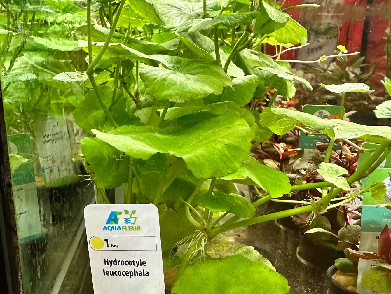 Hydrocotyle Leucocephala Tips: Placement, Lighting, and Care