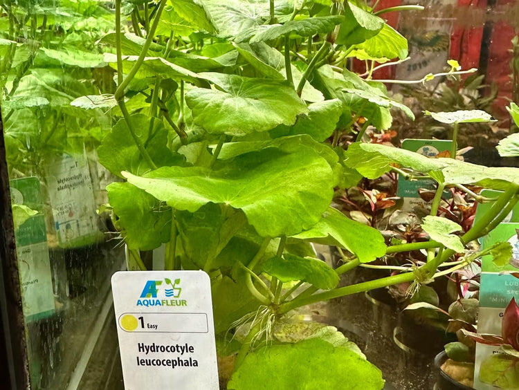 Hydrocotyle Leucocephala Tips: Placement, Lighting, and Care