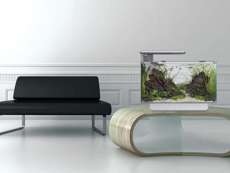 Starting Smart: How to Choose the Perfect Tropical Aquarium for Beginners