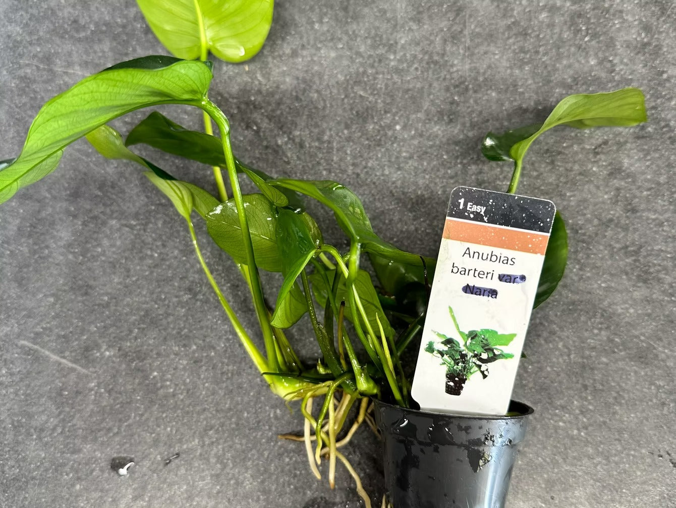 Anubias Barteri Care: The Ultimate Guide for Your Aquarium Plant