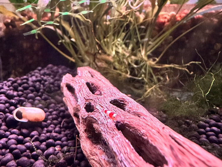 Creating a Thriving Shrimp Habitat with Botanicals